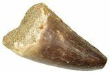 Fossil Mosasaur (Thalassotitan) Tooth - Morocco #374526-1